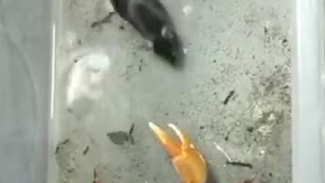 螃蟹大战老鼠